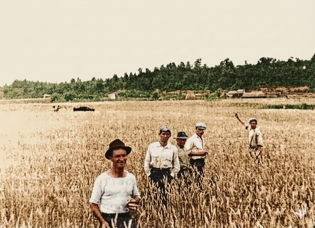 Colonos italianos en los trigales de Parral